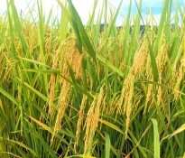 ���Zʳ�a�I(y��)��桿�����Ї���룺��ʮ���塻�Zʳ�a�I(y��)������ΰ�ȫ�cЧ��Ļ�ʯ�����Zʳ�a�I(y��)���-ʮ�����(zh��n)��Ҏ(gu��)��-��(zh��n)��Ҏ(gu��)����